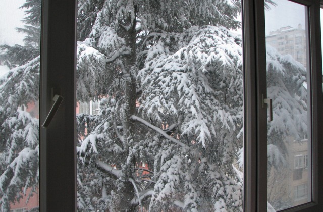 Pine tree covered with snow. View from inside a house.
